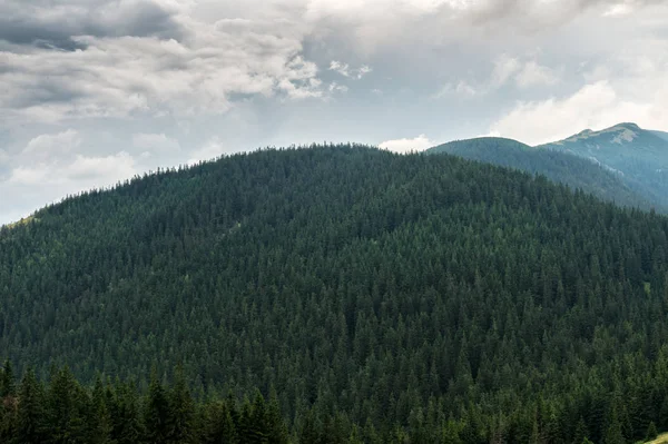 Vintergröna skogar som täcker Karpaterna — Stockfoto
