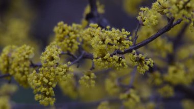 ilkbahar sarı çiçek kızılcık çiçekleri.