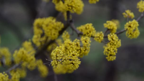 Hartriegel blüht im Frühling gelbe Blume. — Stockvideo