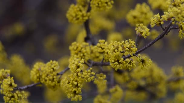 Hartriegel blüht im Frühling gelbe Blume. — Stockvideo