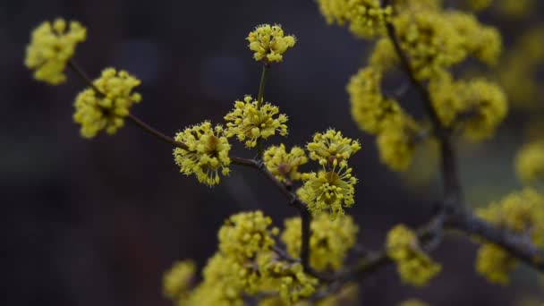 Fioriture di corniolo in primavera fiore giallo . — Video Stock