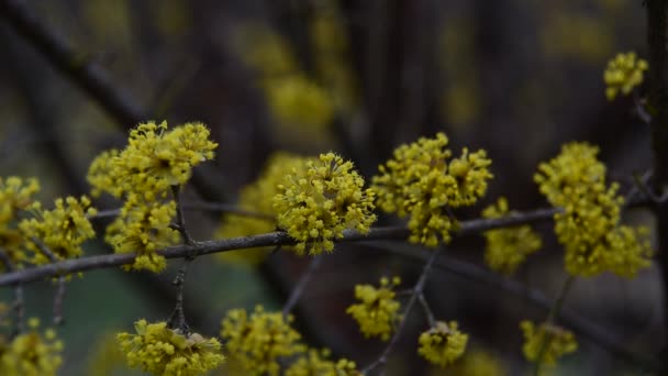 Hartriegel blüht im Frühling gelbe Blume. — Stockvideo