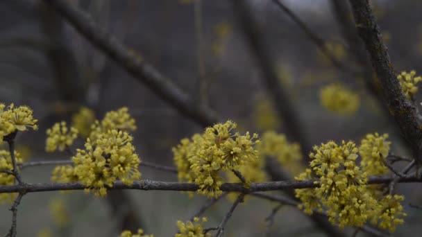 Kornoelje bloeit in lente gele bloem. — Stockvideo