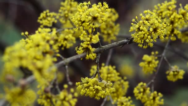 Kornoelje bloeit in lente gele bloem. — Stockvideo