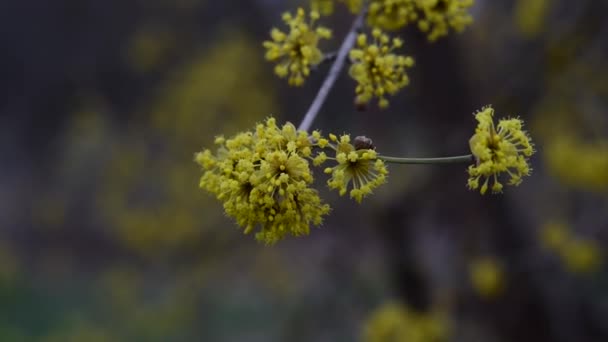 Dogwood blooms in spring yellow flower. — Stock Video