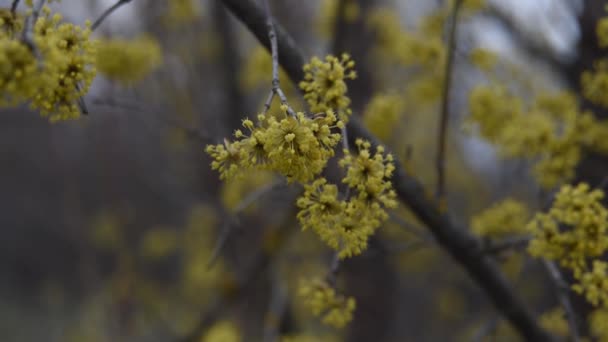 Hartriegel blüht im Frühling gelbe Blume. — Stockvideo