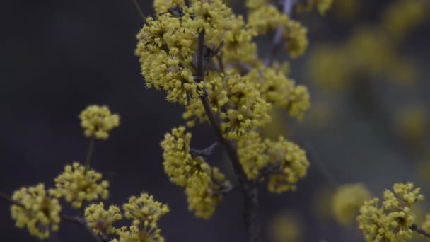 Fioriture di corniolo in primavera fiore giallo . — Video Stock