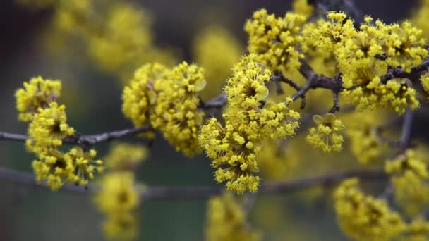 Somfa virágzik a tavaszi sárga virág. — Stock videók