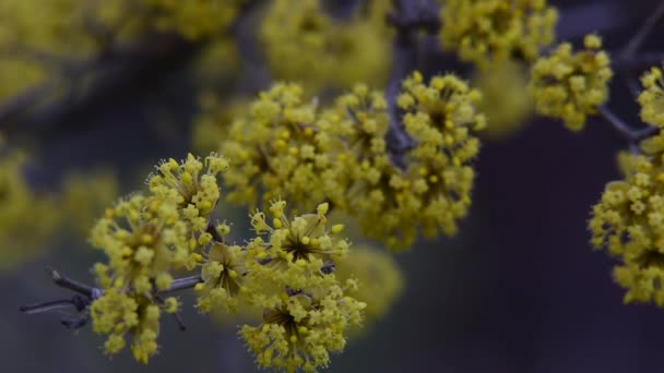 Fioriture di corniolo in primavera fiore giallo . — Video Stock