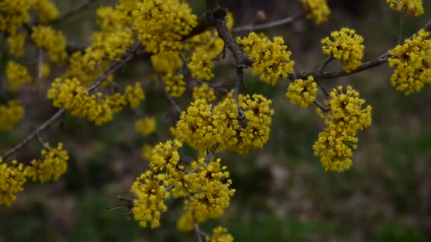 Kornoelje bloeit in lente gele bloem. — Stockvideo