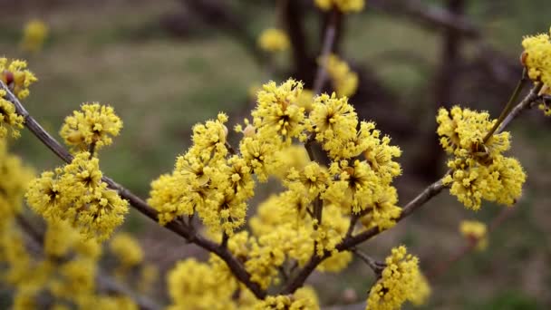 Dogwood blooms in spring yellow flower. — Stock Video