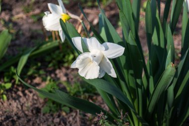 Beyaz nergisler baharda çiçek açar. Bahar çiçekleri.