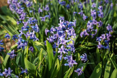 Mavi çiçekler baharda çiçek açar.