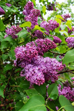 Bahar zamanı. Leylak çiçeği ağacı.