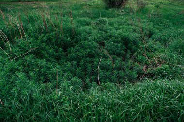 Yeşil otlarla büyümüş. Eski taş kuyusu.