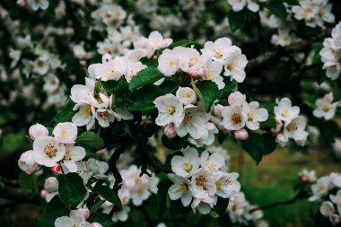 Elma çiçeği ilkbaharda beyaz çiçek açar.