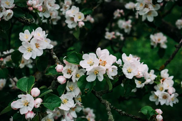 A flor de maçã floresce branca na primavera . — Fotografia de Stock