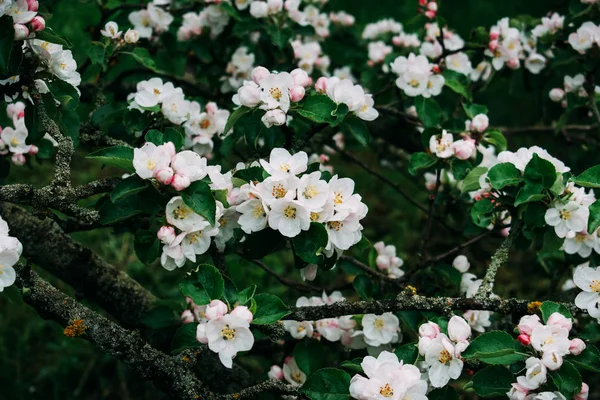 La fleur de pomme fleurit blanche au printemps . — Photo