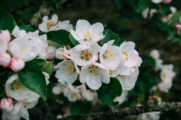 La fleur de pomme fleurit blanche au printemps . — Photo