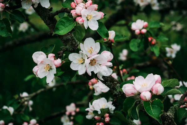 La fleur de pomme fleurit blanche au printemps . — Photo