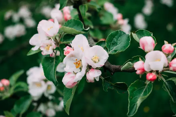 La fleur de pomme fleurit blanche au printemps . — Photo