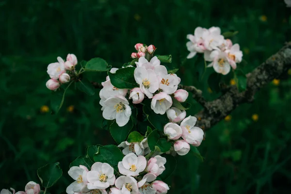 La fleur de pomme fleurit blanche au printemps . — Photo