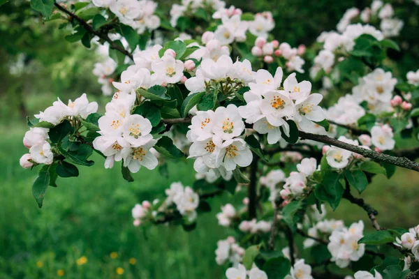 La fleur de pomme fleurit blanche au printemps . — Photo