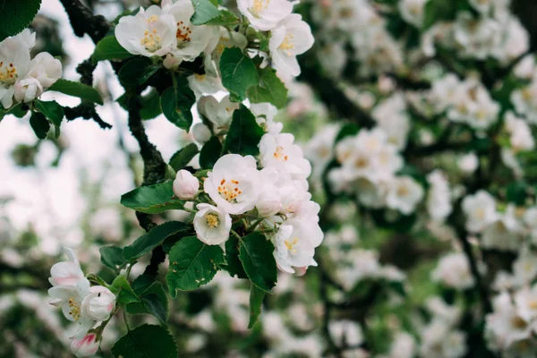 Äpplet blomstrar vitt på våren. — Stockfoto