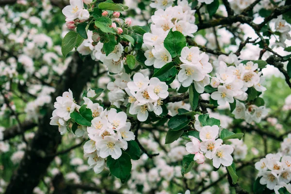 Το άνθος της Μήλου ανθίζει λευκό την άνοιξη. — Φωτογραφία Αρχείου
