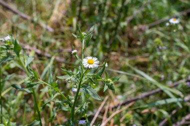 Beyaz çiçekler yazın vahşi doğada açar.