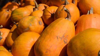 Kabakların hasadı istiflenir..