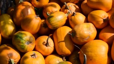 Kabakların hasadı istiflenir..