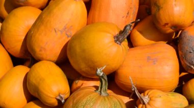 Kabakların hasadı istiflenir..