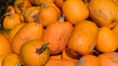 Kabakların hasadı istiflenir..