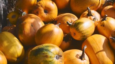 Kabakların hasadı istiflenir..