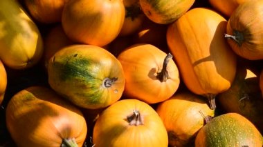 Çiftçiler tarlasından hasat edilen kabaklar yığında..