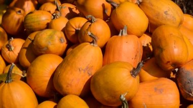 Çiftçiler tarlasından hasat edilen kabaklar yığında..