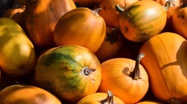 Çiftçiler tarlasından hasat edilen kabaklar yığında..