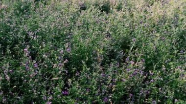 Yonca bir çiftlik alanında yetişir.