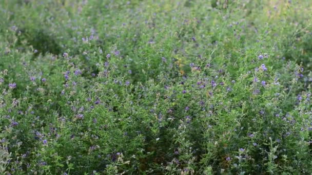 Erba medica cresce in un campo di fattoria . — Video Stock