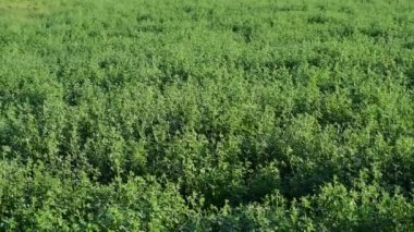 Yonca bir çiftlik alanında yetişir.