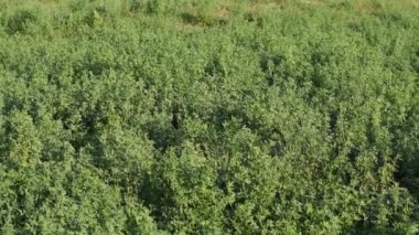 Yonca bir çiftlik alanında yetişir.