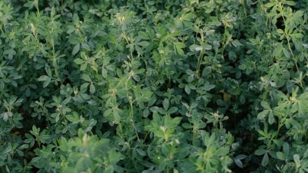 Alfalfa roste na poli farmy. — Stock video