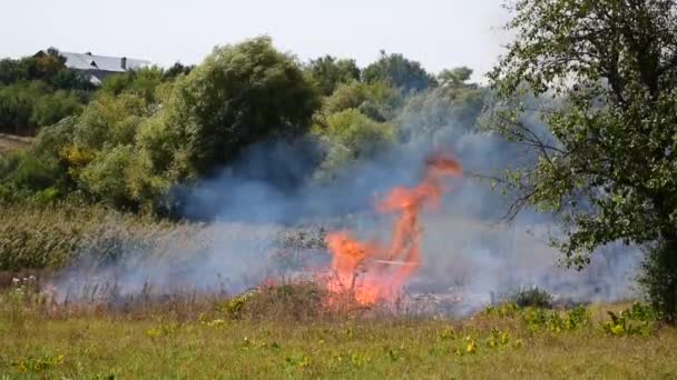 Płonąca trawa. duże płomienie i dym. pożar niszczy środowisko. — Wideo stockowe