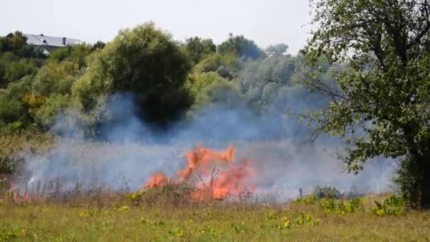 Grote vlammen en rook. brand beschadigt het milieu. — Stockvideo