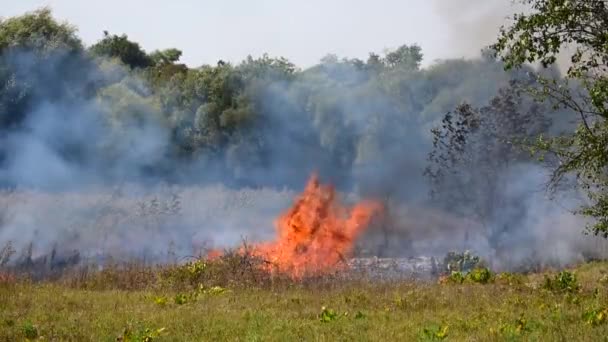 De l'herbe brûlante. grandes flammes et fumée. incendie endommage l'environnement .
