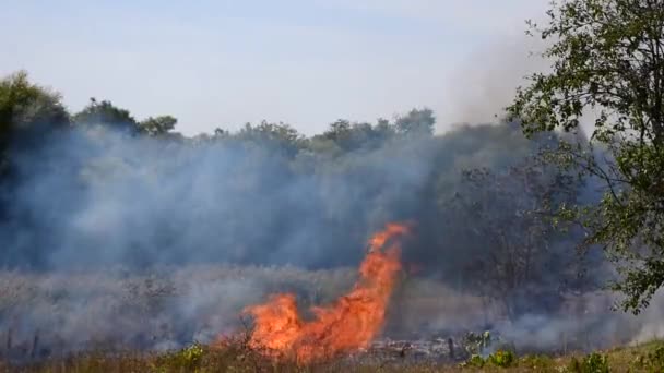 Große Flammen und Rauch. Feuer schädigt die Umwelt. — Stockvideo