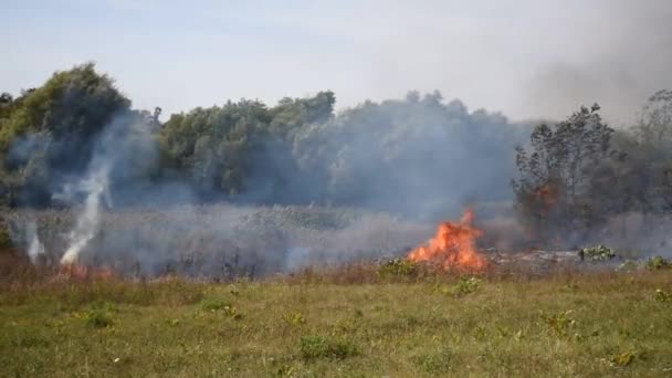 Brandende gras. grote vlammen en rook. brand beschadigt het milieu. — Stockvideo