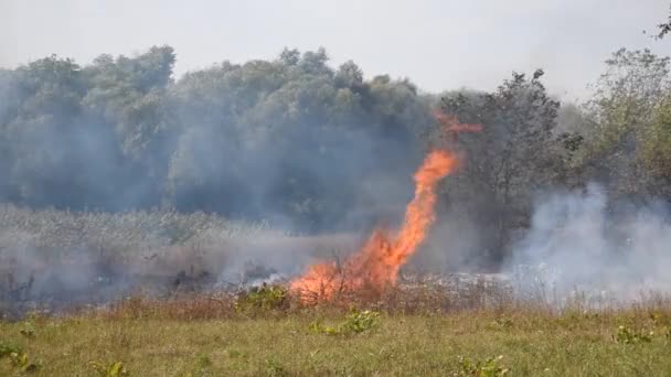 Большое пламя и дым. пожар наносит ущерб окружающей среде . — стоковое видео