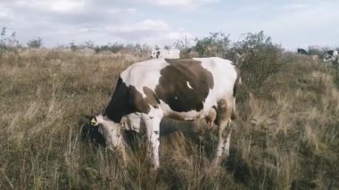 Autumn cows grazing in the field. Farming.